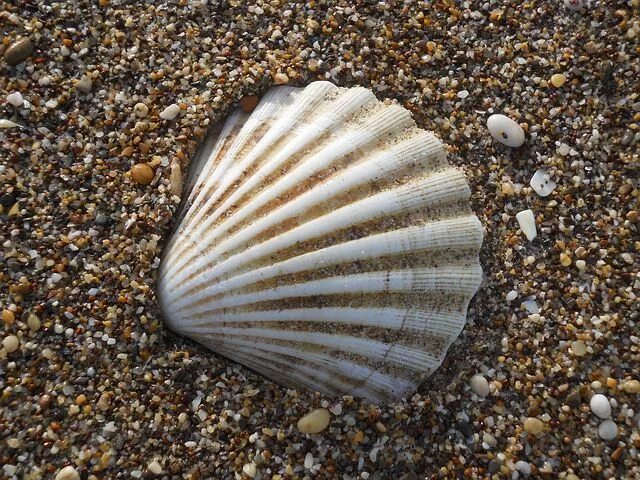 Ракушка фото есть Shells, Beach, White, Waterfront