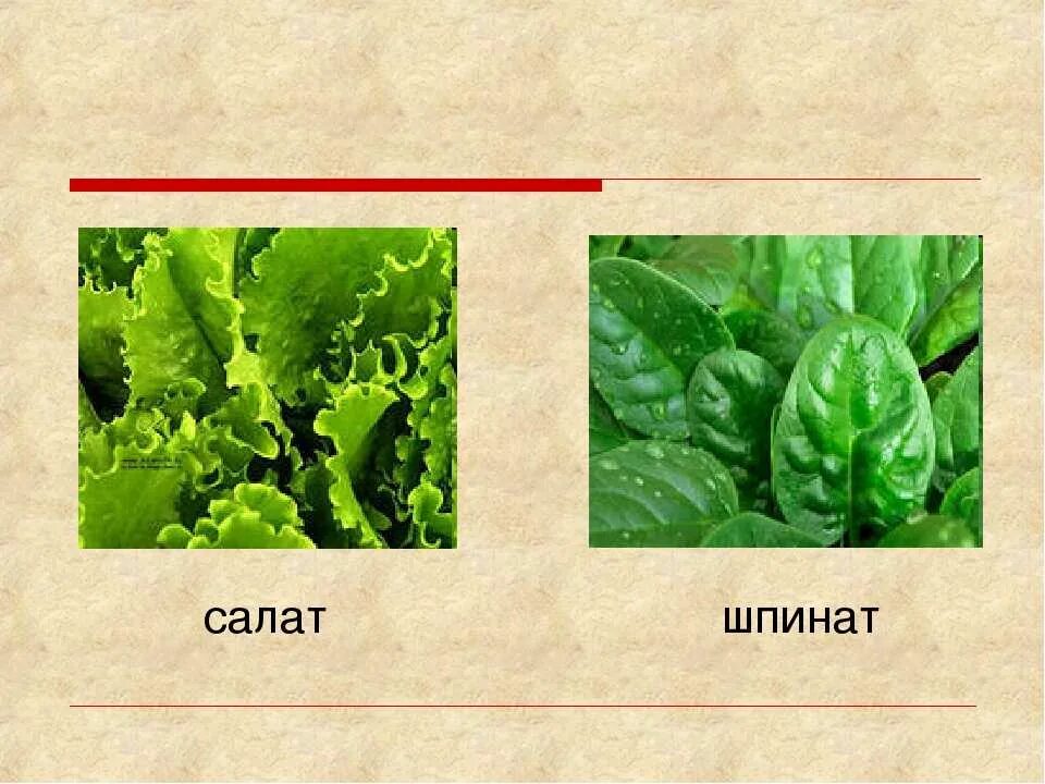 Ракушка персик щавель разница у девушек фото У тебя щавель или ракушка как понять: найдено 75 изображений