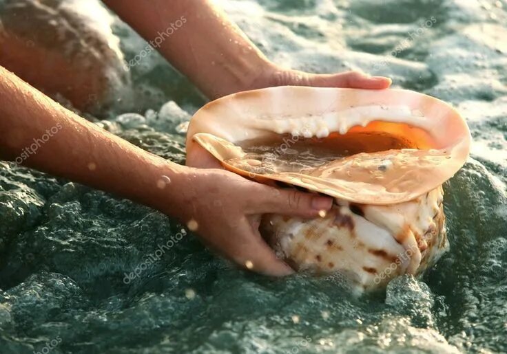 Ракушка у женщин фото как выглядит Conch shell - Stock Photo , #Ad, #shell, #Conch, #Photo, #Stock #AD Mermaid aest