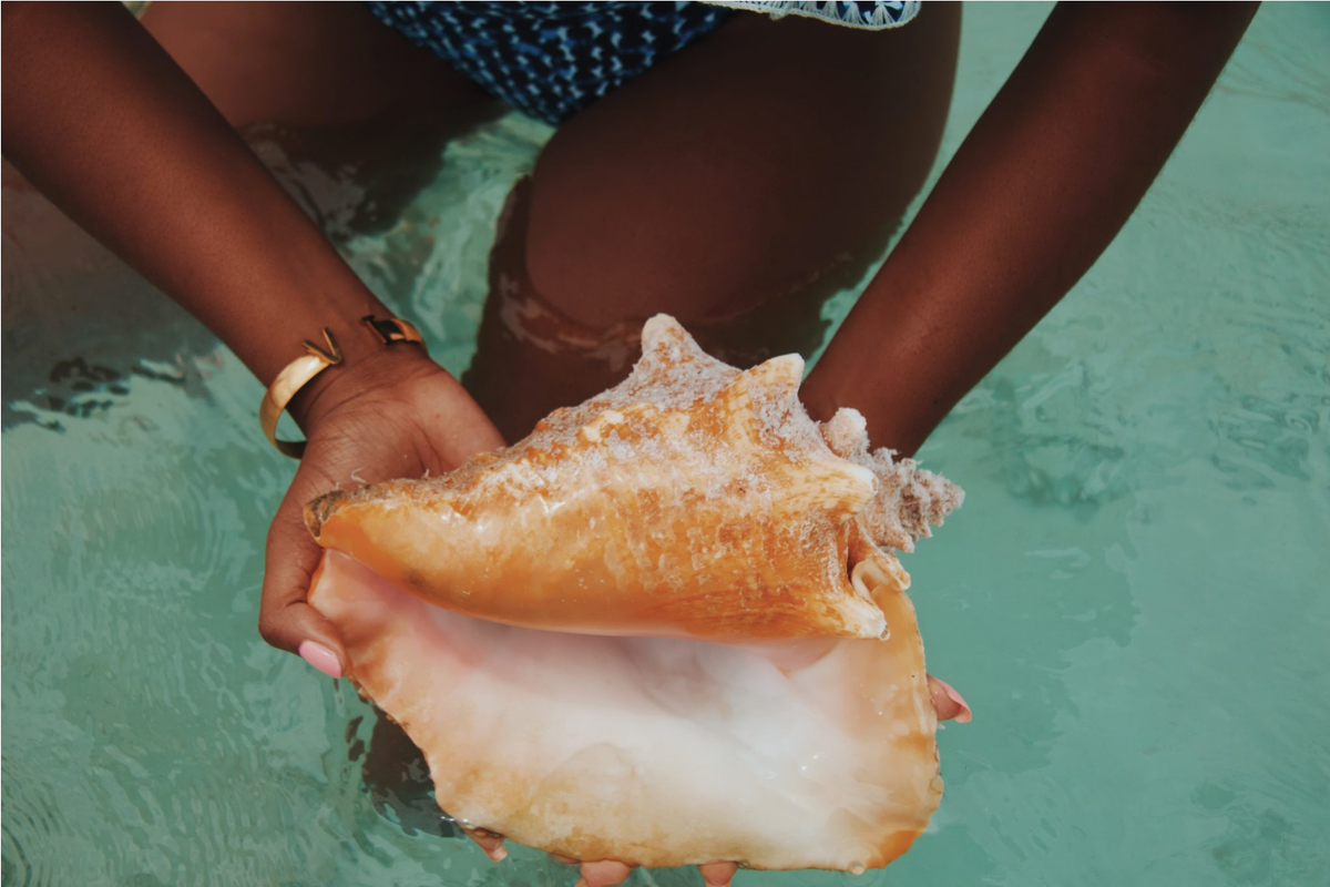 Ракушка у женщин фото как выглядит There's a Massive Conch-Shell Graveyard in the Caribbean - Atlas Obscura