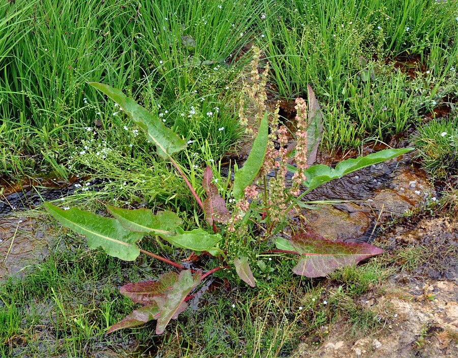 Ракушка женская как выглядит щавель Rumex aquaticus - Image of an specimen - Plantarium