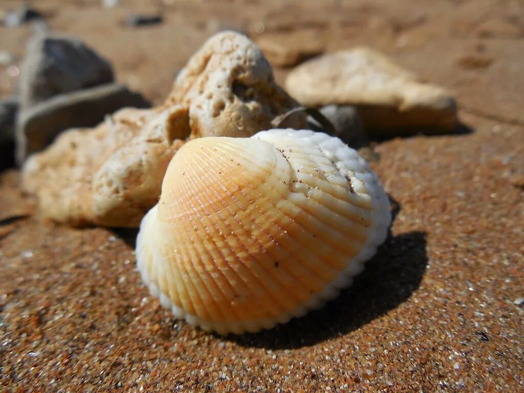 Ракушки черного моря названия и фото азовская ракушка - Фотография - Макромир