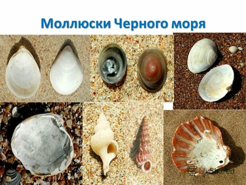 Ракушки черного моря названия и фото Ракушки черного моря CoffMachines.ru