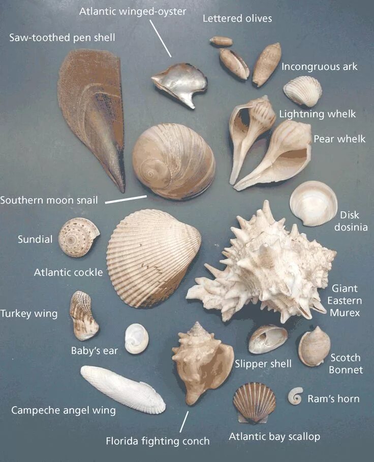 Ракушки черного моря названия и фото Shells Sea shells, Seashell crafts, Shell crafts