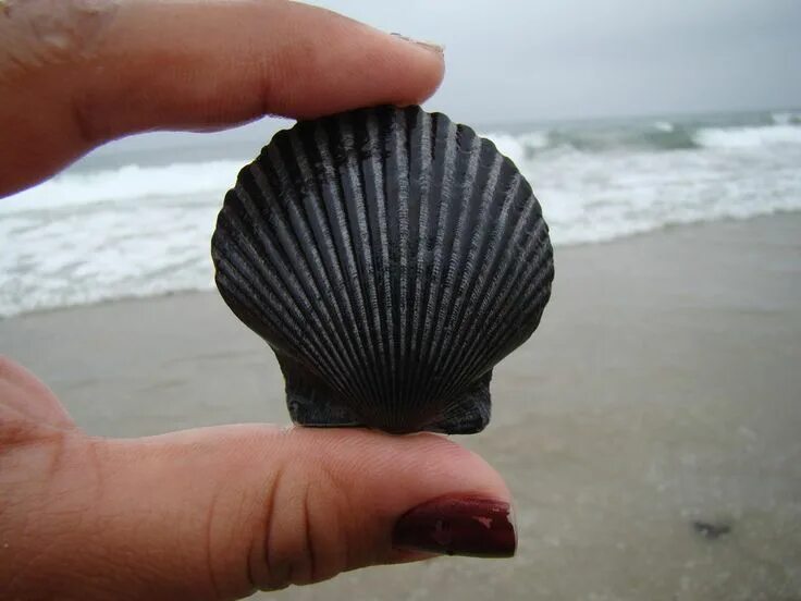 Ракушки черного моря названия и фото Black Sea Shell by stephuhnoids on DeviantArt Black sea, Sea shells, Coral aqua