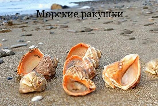 Ракушки черного моря названия и фото Украшение настольное интерьерное ракушки "Рапан" - купить по доступным ценам в и