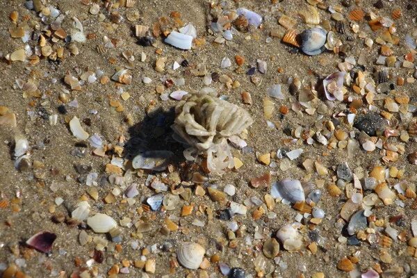 Ракушки черного моря названия и фото Ракушки Черного моря или прогулки по берегу: odin_moy_den - ЖЖ