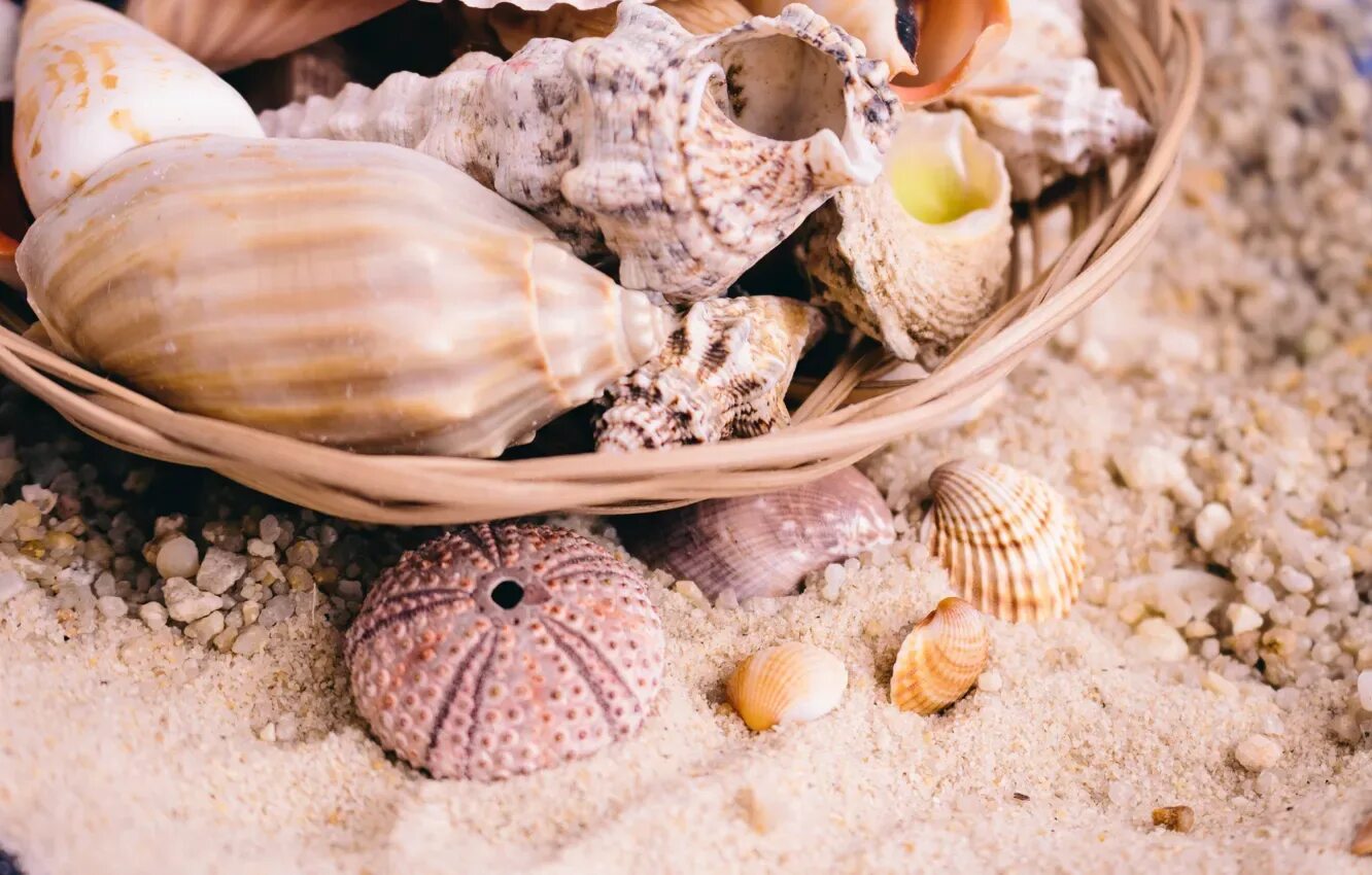 Ракушки морские фото красивые Wallpaper basket, Nature, shell for mobile and desktop, section природа, resolut