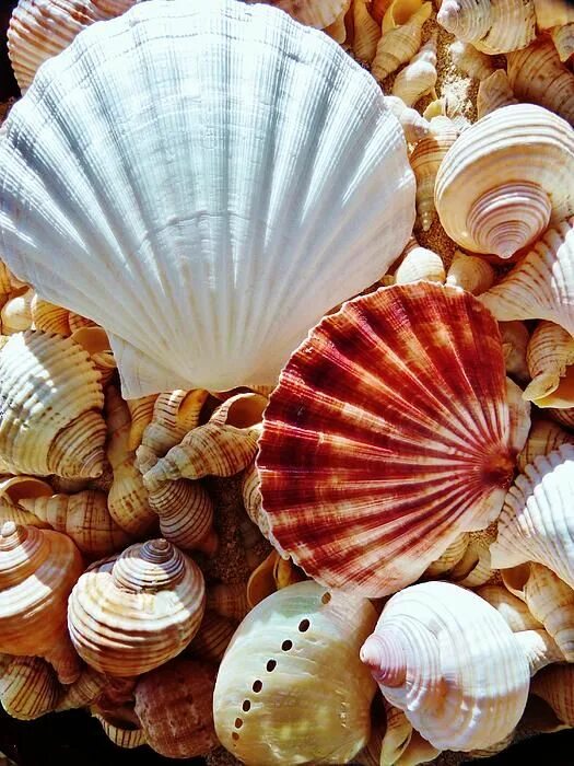 Ракушки морские фото красивые Sea Shells by Amar Sheow Sea shells, Shells, Seashells photography