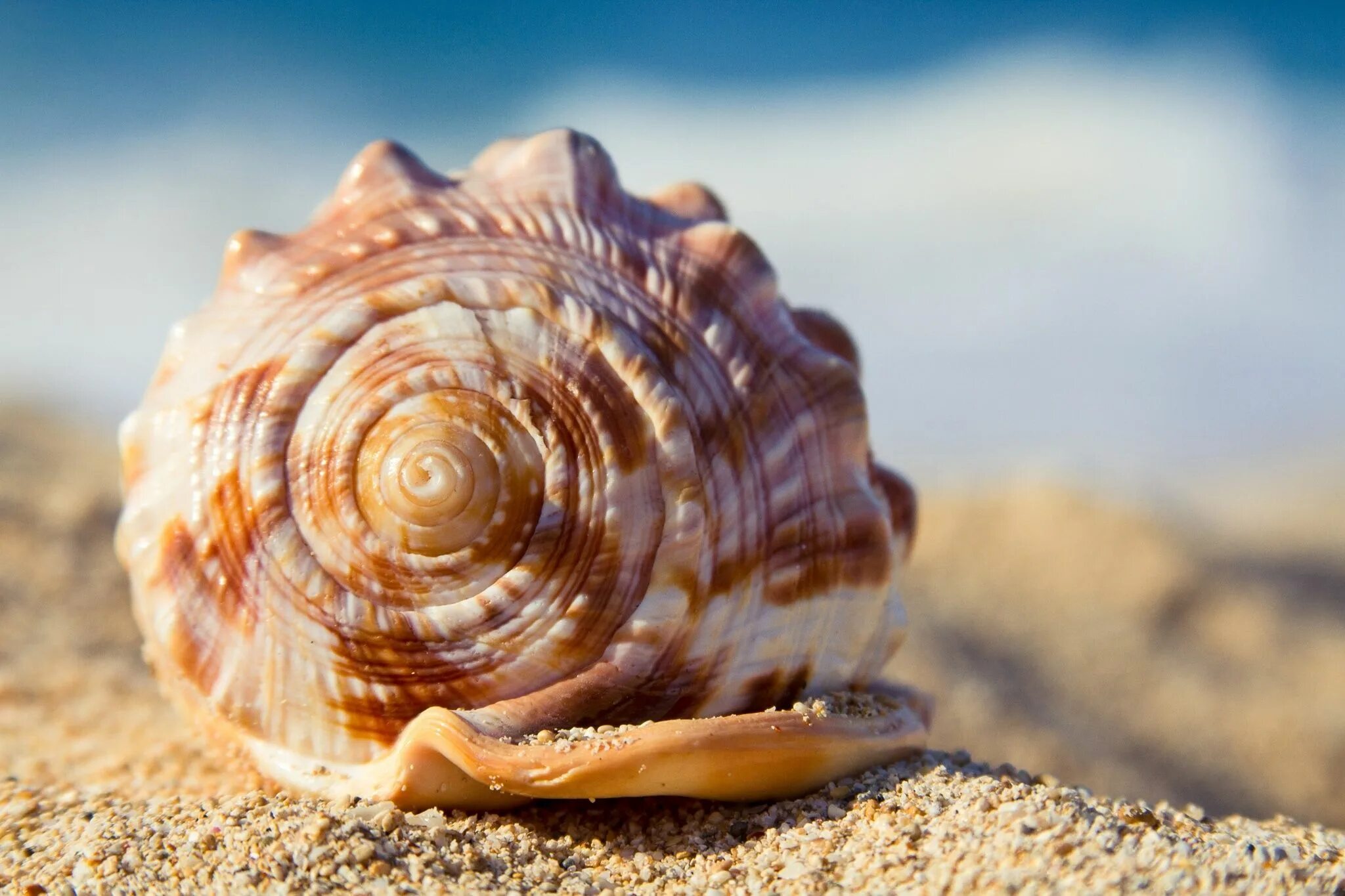 Ракушки морские фото красивые Пин на доске Waves, sea, ocean Морские раковины, Ракушки, Пейзажи