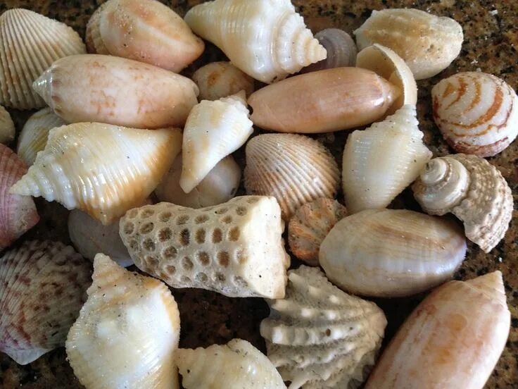 Ракушки моря названия и фото Shell Sea Shells - Free photo on Pixabay Sea shells, Free photos, Shells