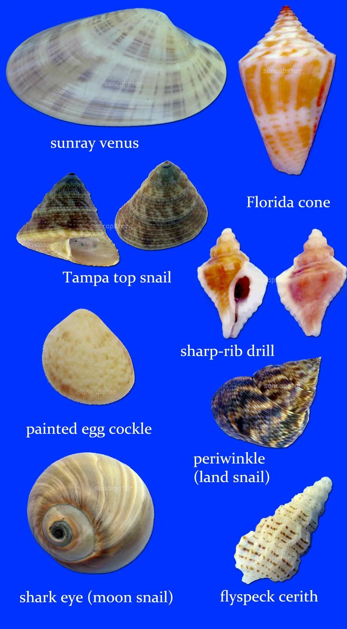 Ракушки моря названия и фото Sancapstar Shell Guide Page 6 Shells, Seashell identification, Shell beach