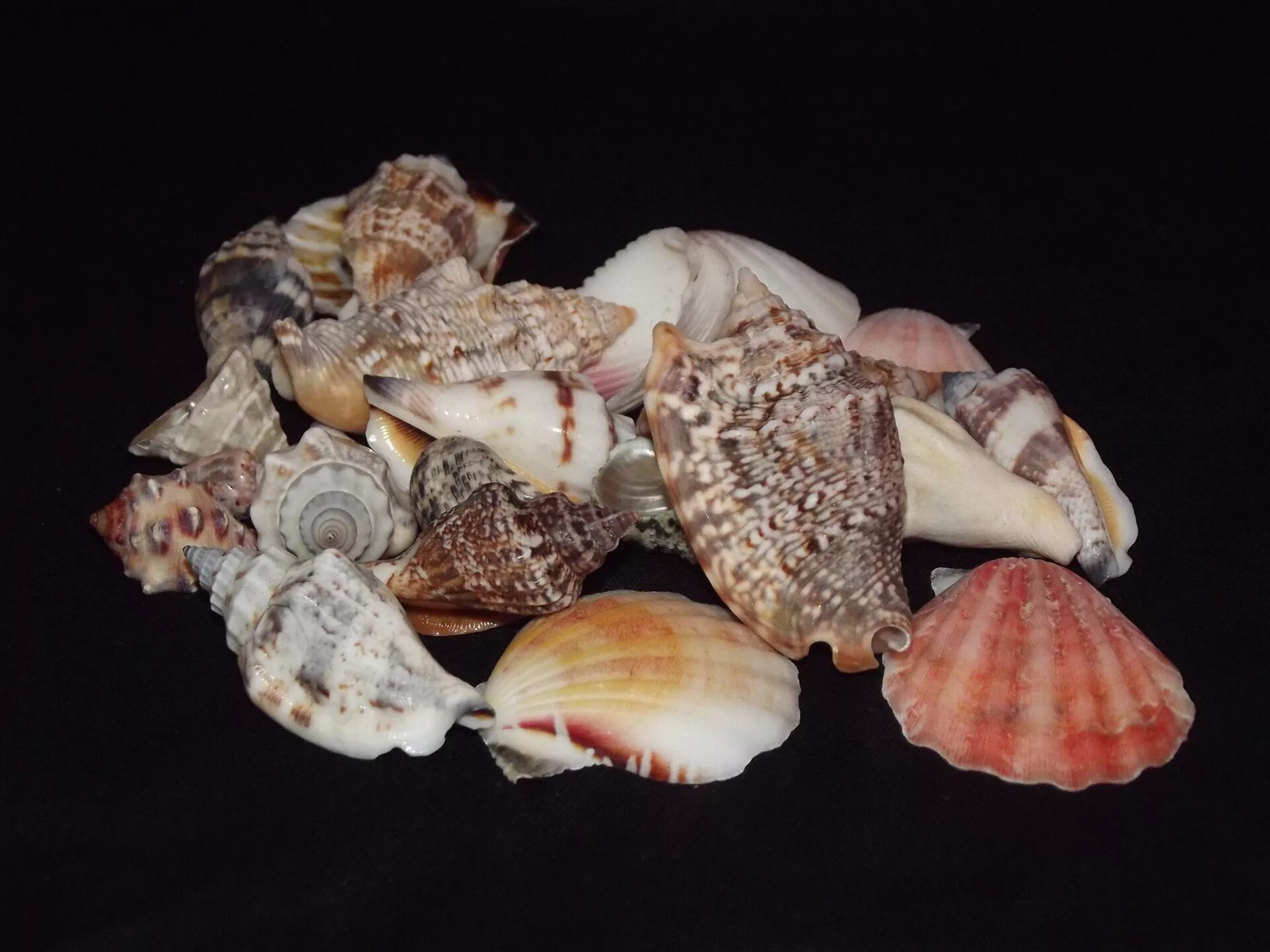 Ракушки моря названия и фото Sea shells,beach,shells,collection,assortment of sea shells - free image from ne