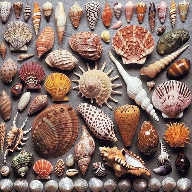 Ракушки моря названия и фото Shell collection Seashells photography, Sea shells, Shell collection