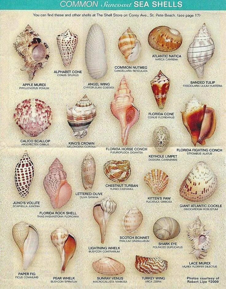 Ракушки моря названия и фото Pin by Miss Shajiang on MESS Shells and sand, Seashell identification, Sea craft