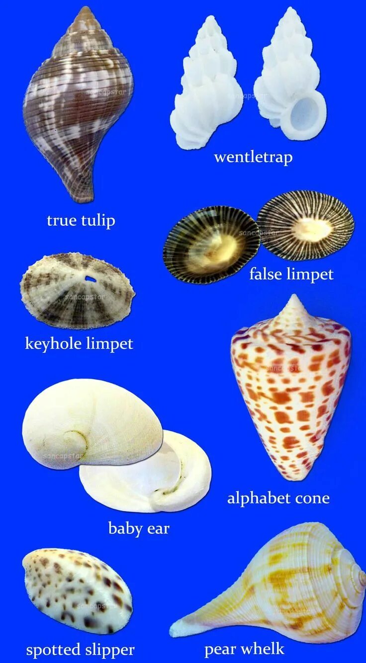 Ракушки моря названия и фото Sancapstar Shell Guide Page 7 Shells, Sea shells, Sanibel shells