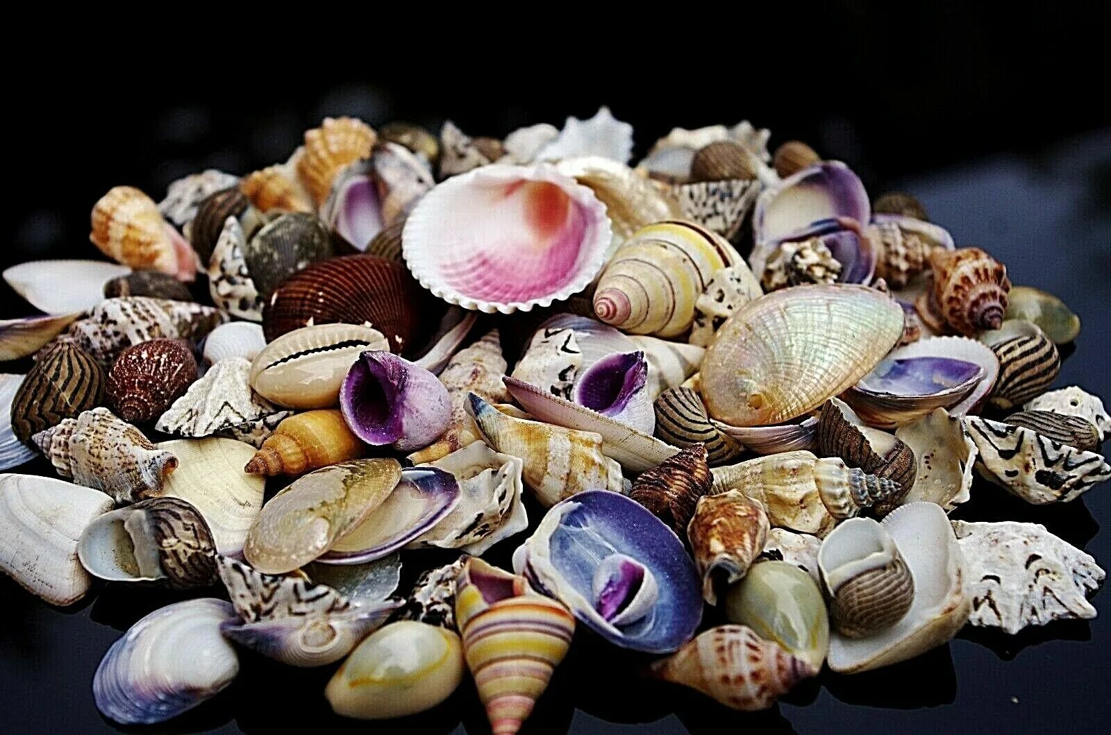 Ракушки виды фото 50 + Beach Mixed SeaShells 100g Mix Shells Craft SeaShells eBay