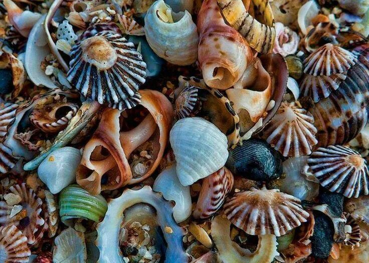 Ракушки виды фото An assortment of sea shells Decorazioni, Conchiglie