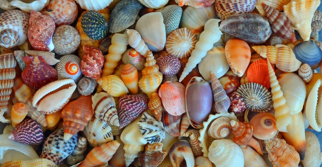 Ракушки виды фото Mixture of Colourful Shells Serena Thompson Flickr