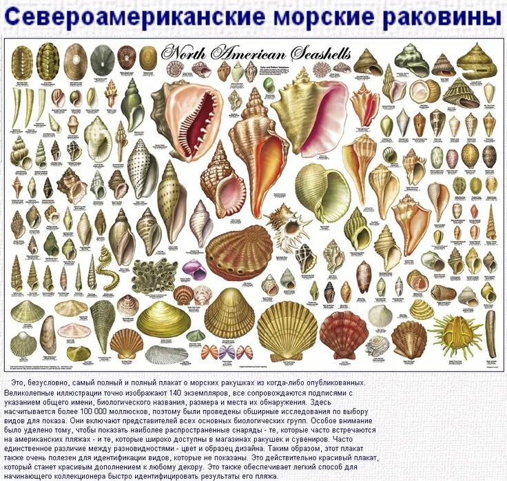 Ракушки виды фото Морские раковины (Северная Америка). Sea shells, She sells seashells, Seashell i