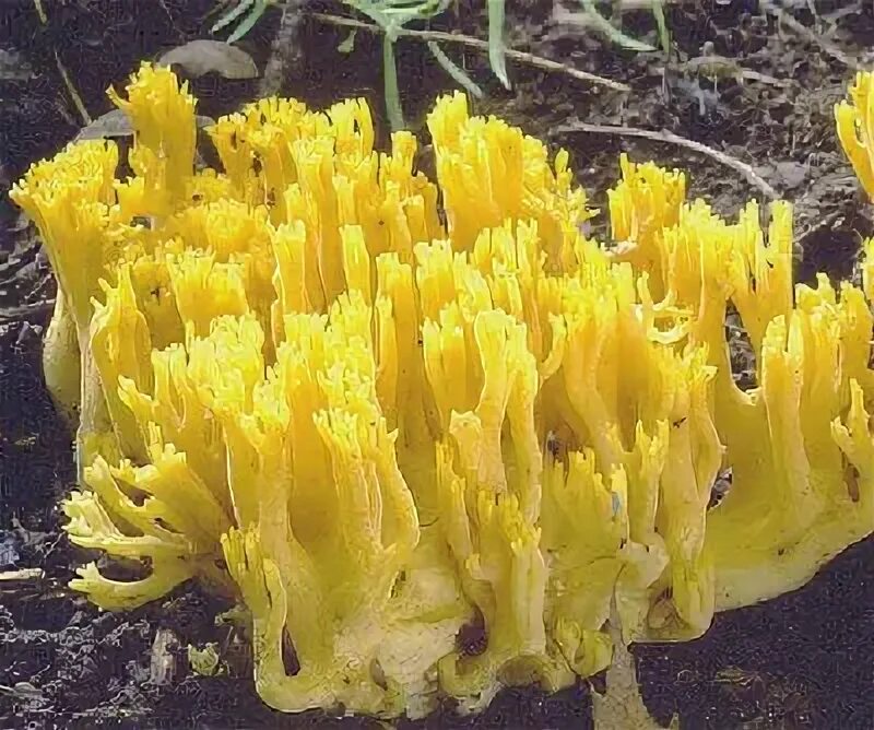 Рамария желтая фото Рамария Ramaria zippellii