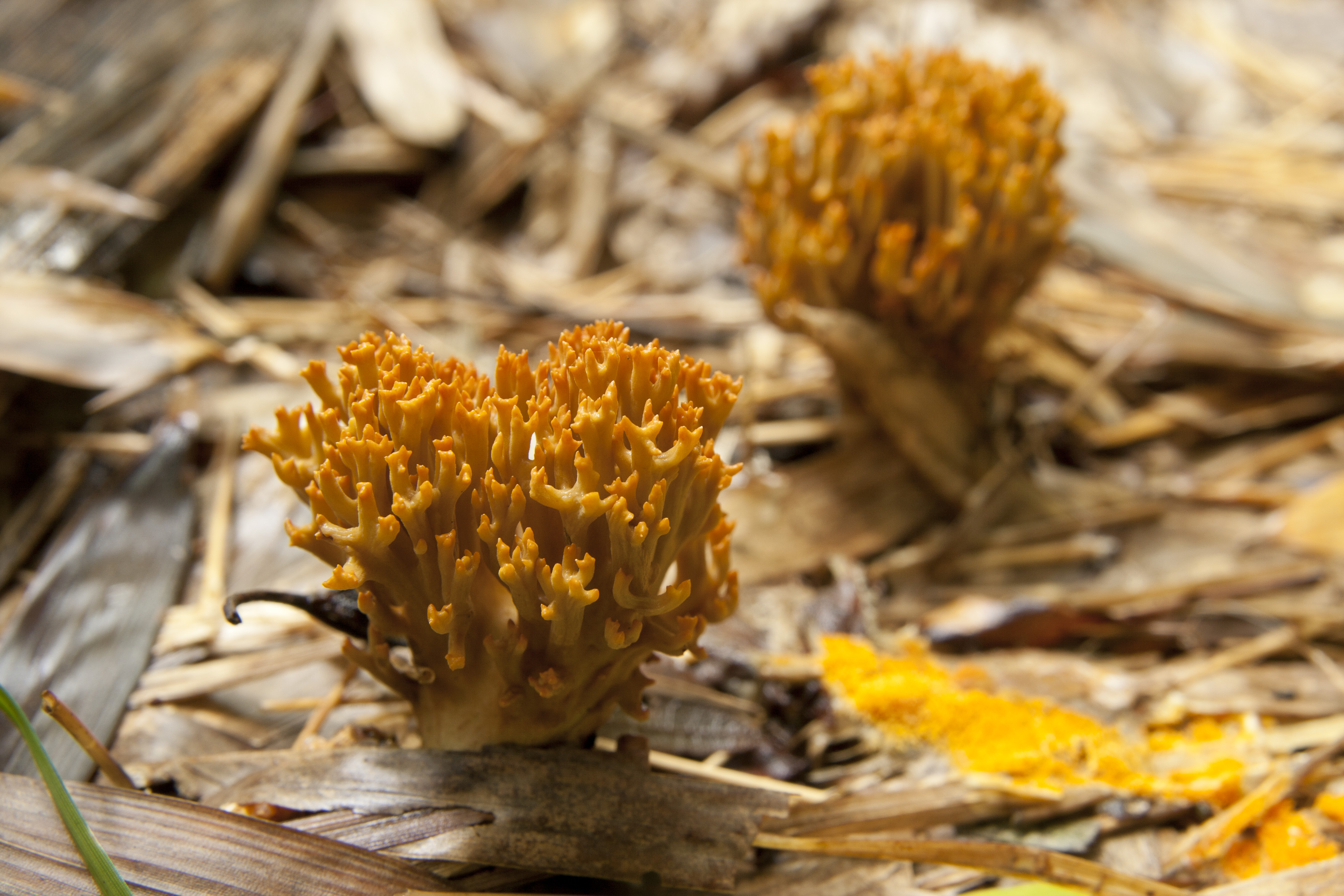 Рамария желтая фото File:Ramaria sp. 05.jpg - Wikimedia Commons