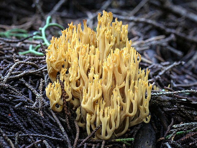 Рамария желтая фото File:Phaeoclavulina myceliosa AR.jpg - Wikipedia