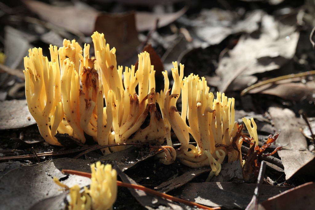 Рамария желтая фото File:Ramaria sp. (7633863520).jpg - Wikimedia Commons