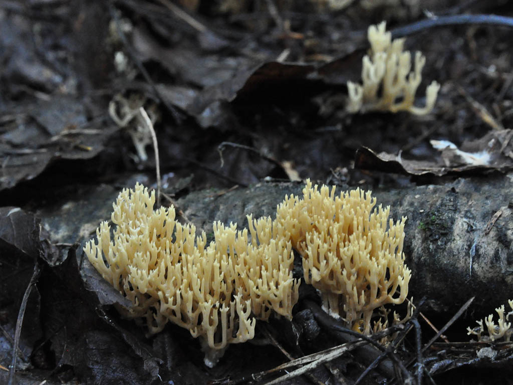 Рамария желтая фото Рамария благообразная (Ramaria eumorpha) фотографии, видео и истории