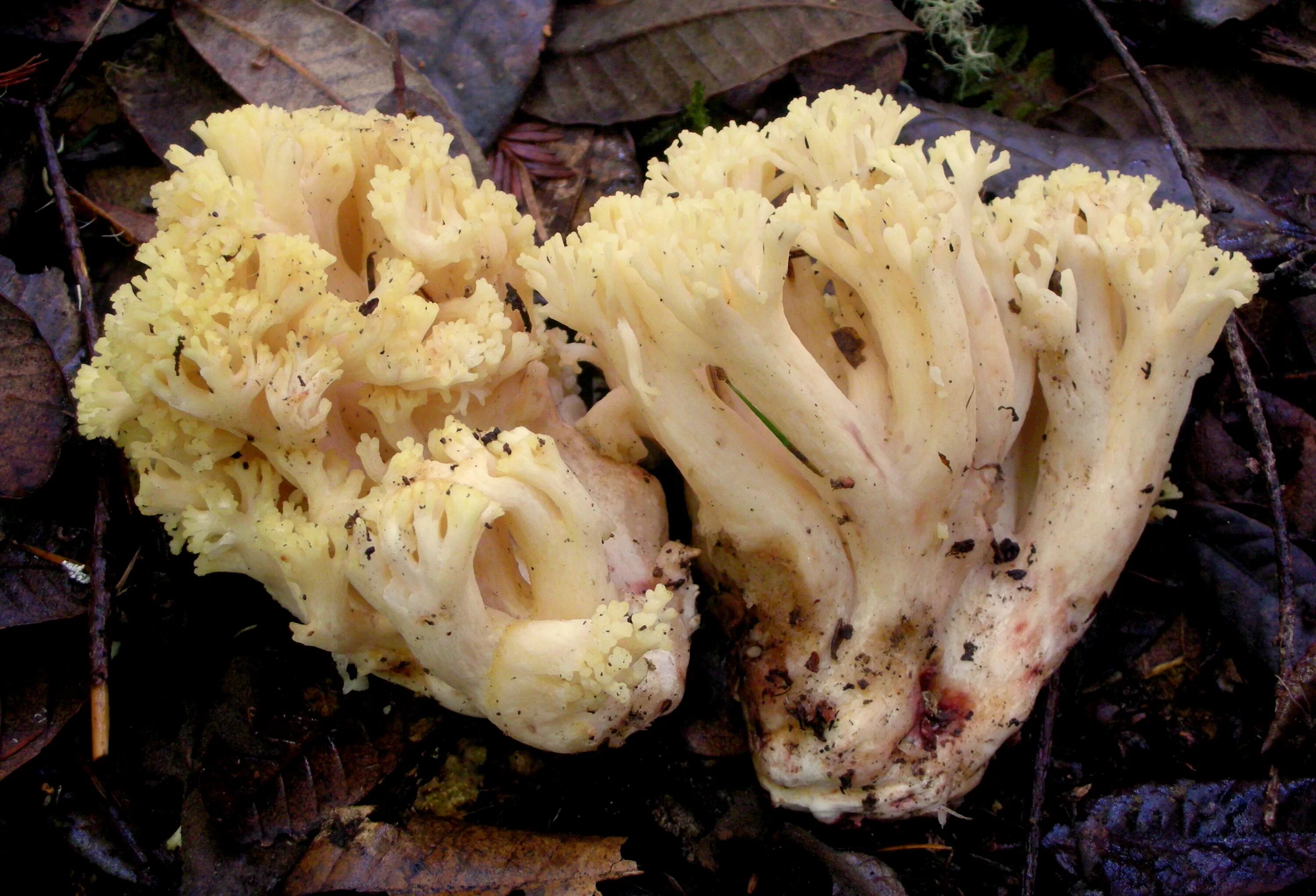 Рамария желтая фото File:2015-12-14 Ramaria rubiginosa Marr & D.E. Stuntz 583998.jpg - Wikimedia Com