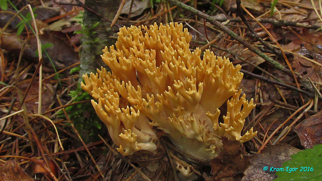 Рамария желтая фото Ramaria testaceoflava - Ramaria - Грибы средней полосы