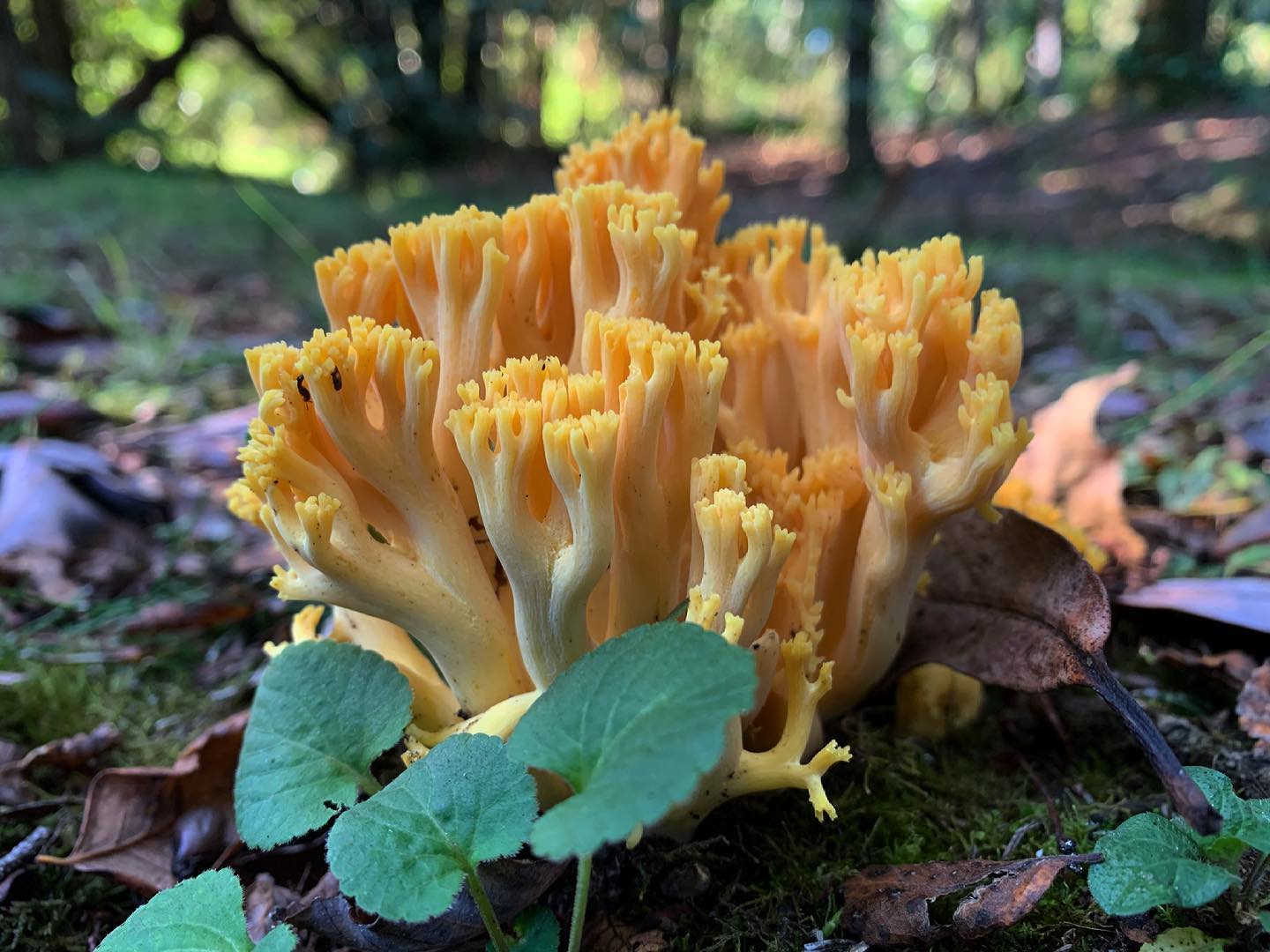 Рамария желтая фото Рамария желтая (Ramaria flava): описание, где растет, как отличить, фото и сходн