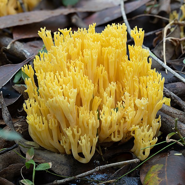 Рамария желтая фото File:Ramaria lorithamnus - Bola Creek.jpg - Wikipedia