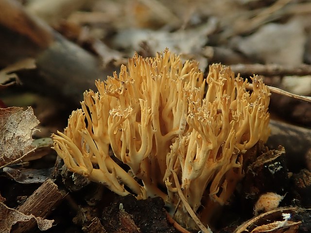 Рамария желтая фото File:Ramaria stricta 94792255.jpg - Wikimedia Commons