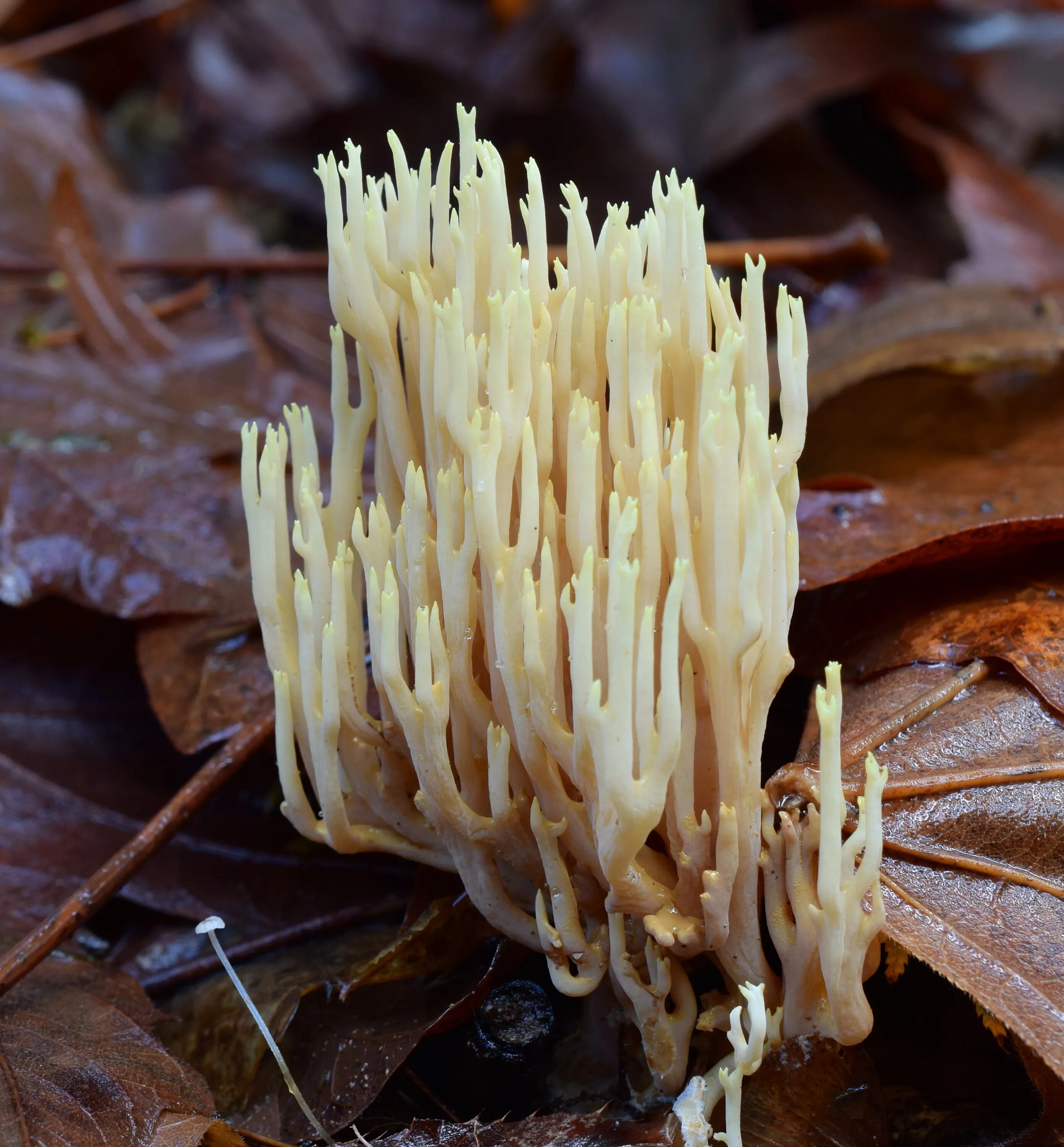 Рамария желтая гриб фото File:Ramaria cystidiophora (Kauffman) Corner 691617.jpg - Wikimedia Commons