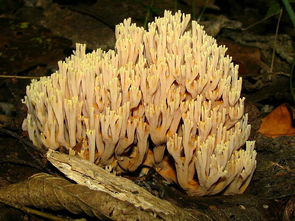 Рамария желтая гриб фото Файл:Ramaria stricta - Рогатик прямой (Рамария прямая).jpg - Вікіпедія