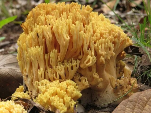 Рамария желтая гриб фото и описание Ramaria ordinary: description and photo - Healthy Food Near Me