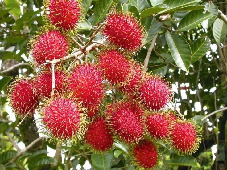 Рамбутан фрукт фото Image result for philippine rambutan tree Tropische vruchten, Fruitbomen, Tropis