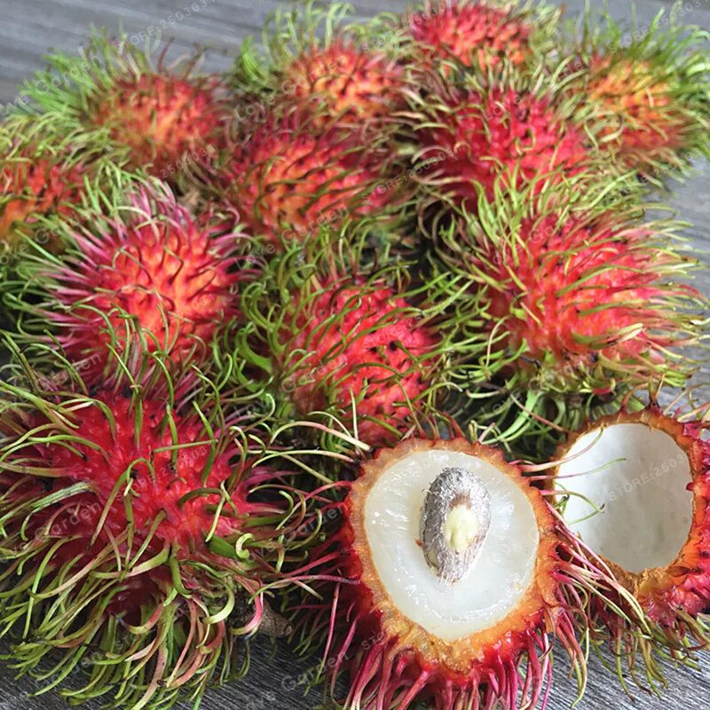 Рамбутан фрукт фото Rambutan Bonsai Red Fruits Malaysia Miracle Fruit Bonsai Plant Giant Plant Tree 