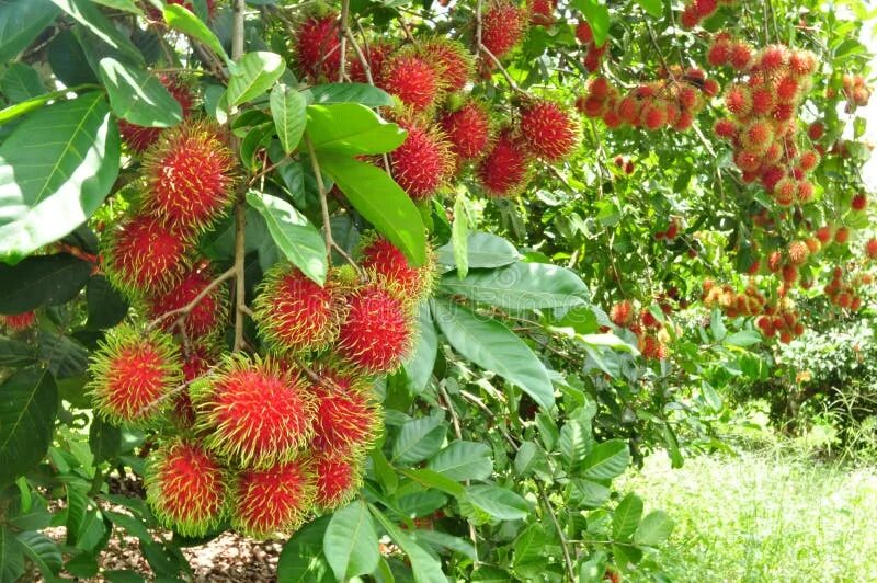 Рамбутан фрукт фото на вкус 14,409 Rambutan стоковые фото - бесплатные и стоковые фото RF от Dreamstime