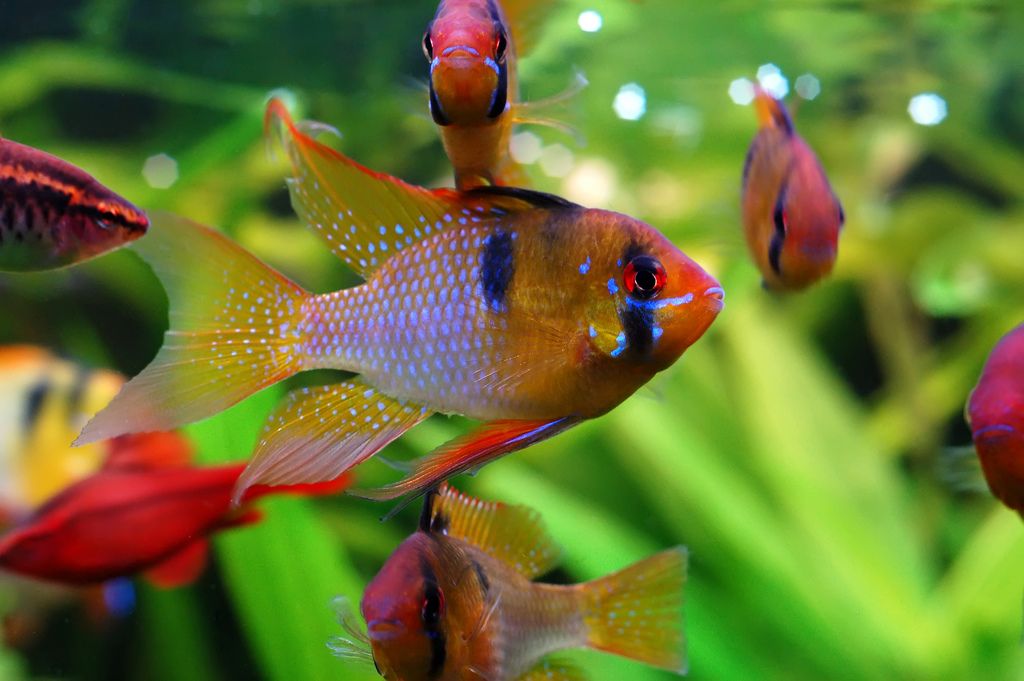 Рамирези аквариумная рыбка фото Mikrogeophagus ramirezi-1 Poisson, Eaux douces, Corail