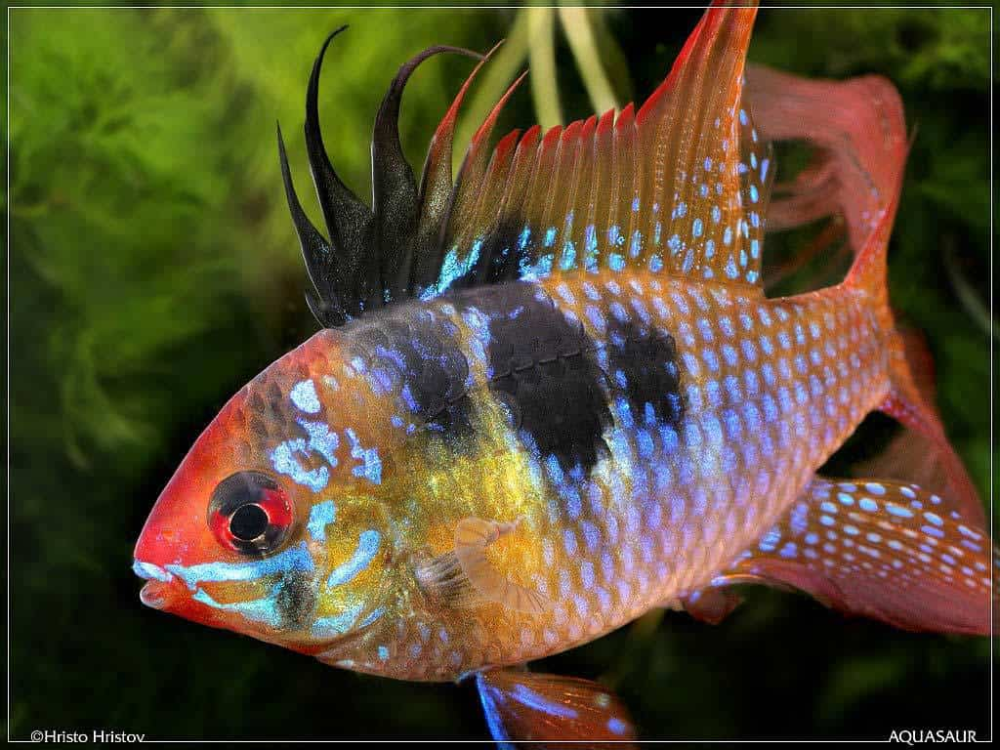 Рамирези аквариумная рыбка фото Mikrogeophagus ramirezi - Antennebaarsje Cichliden, Zoetwateraquarium, Vissen