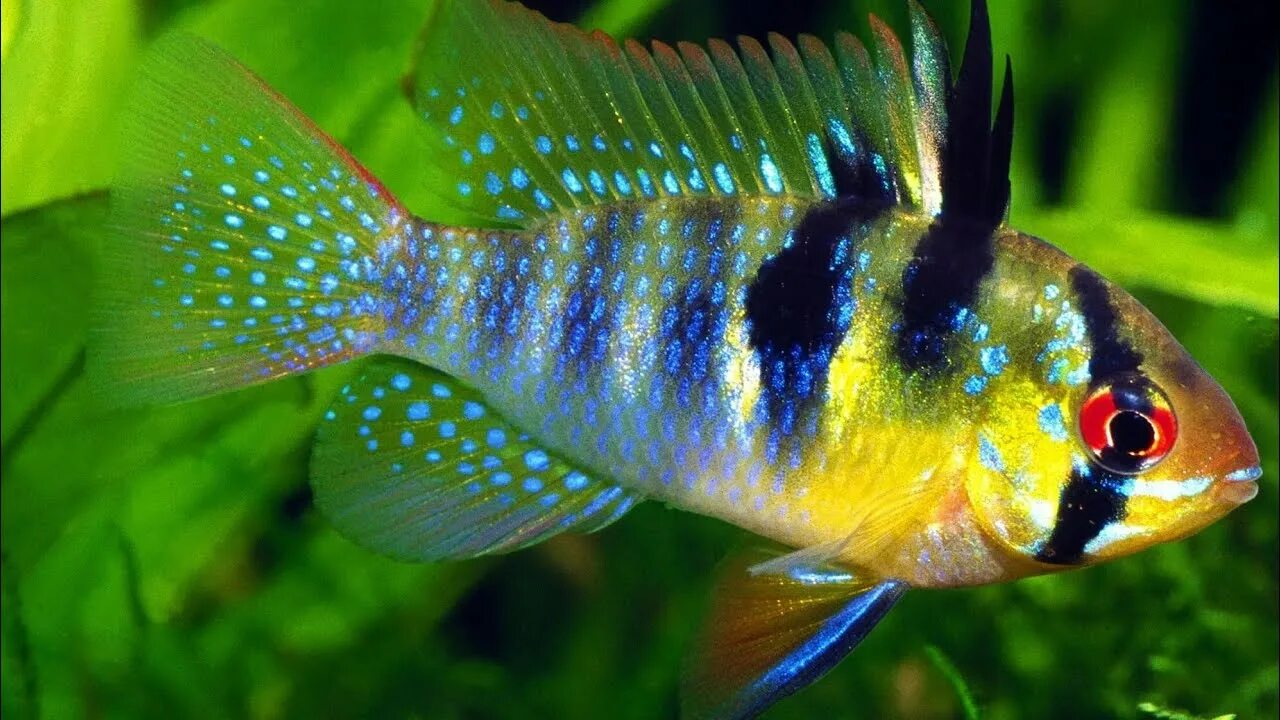 Рамирези аквариумная рыбка фото German blue ram! Mikrogeophagus Ramirezi - YouTube