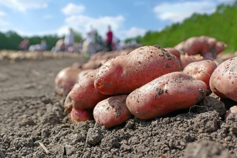 Рамона сорт картофеля фото Pin on Садоводство, ореховодство и пчеловодство