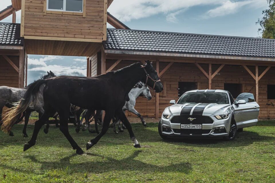 Ранчо ул волкова 16 фото Среди своих - Ford Mustang (6G), 2,3 л, 2017 года фотография DRIVE2