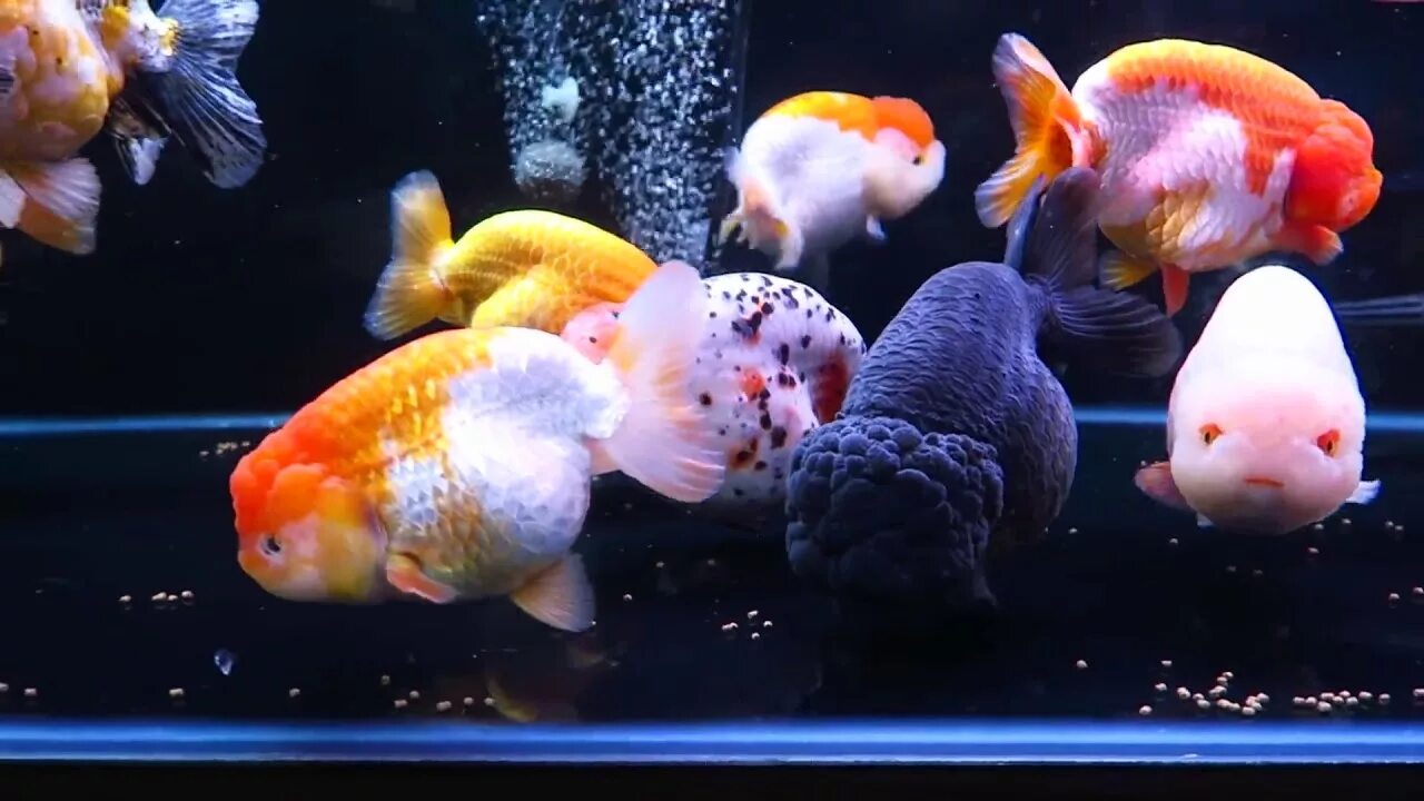 Ранчу рыбка аквариумная фото Fancy Goldfish - Ranchu - YouTube