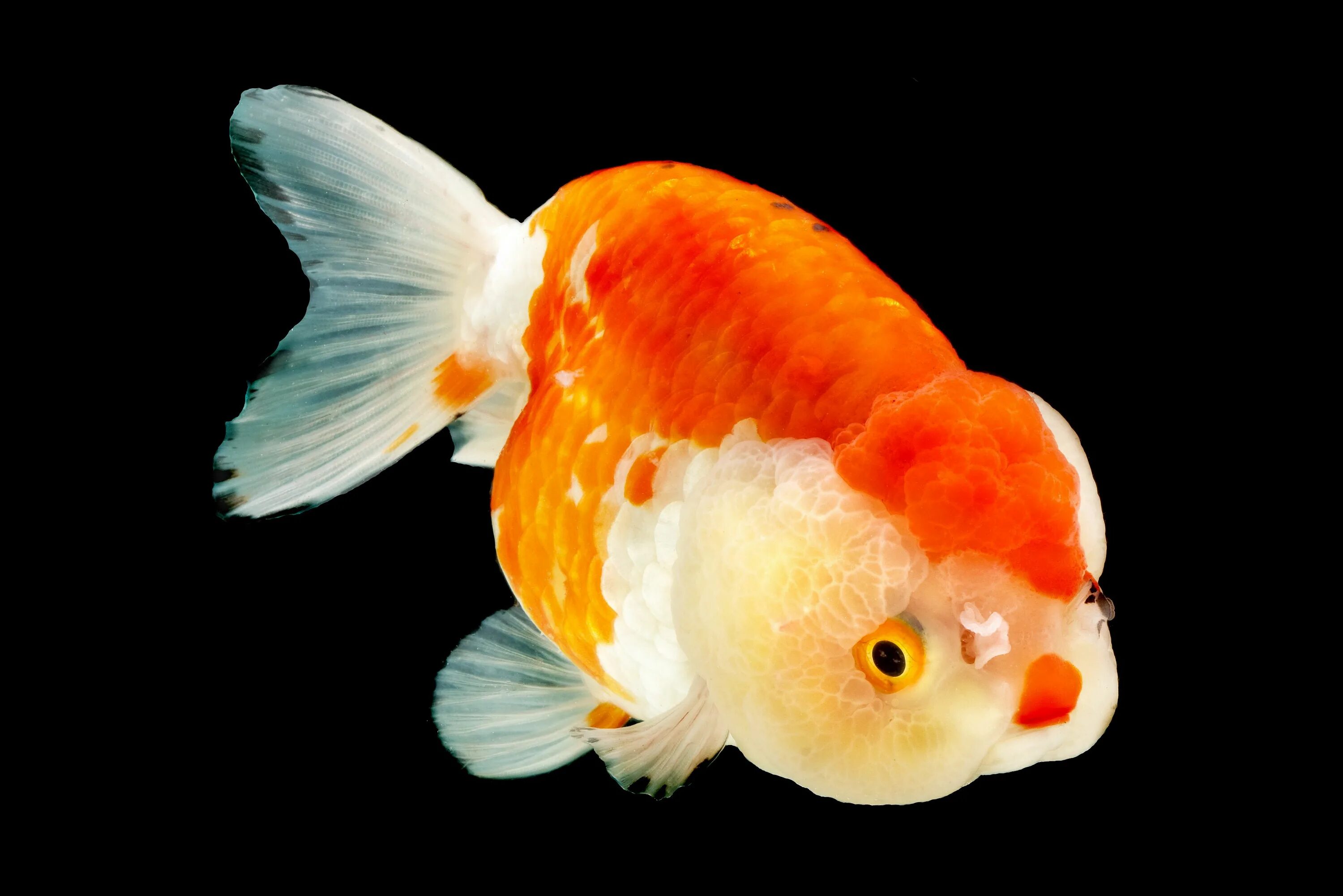 Ранчу рыбка аквариумная фото Ranchu (Gold Fish) Goldfish pond, Aquarium fish, Cute fish