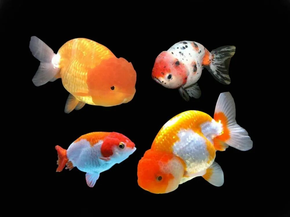 Ранчу рыбка аквариумная фото Goldfish Ranchu Assorted in 2020 Goldfish, Pet fish, Aquarium fish