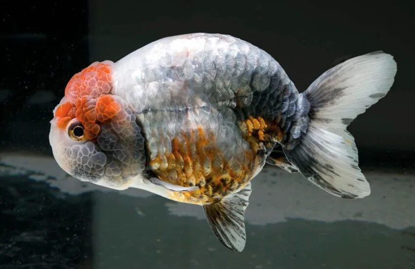 Ранчу рыбка аквариумная фото Tancho Ranchu Aquarium fish, Beautiful fish, Goldfish