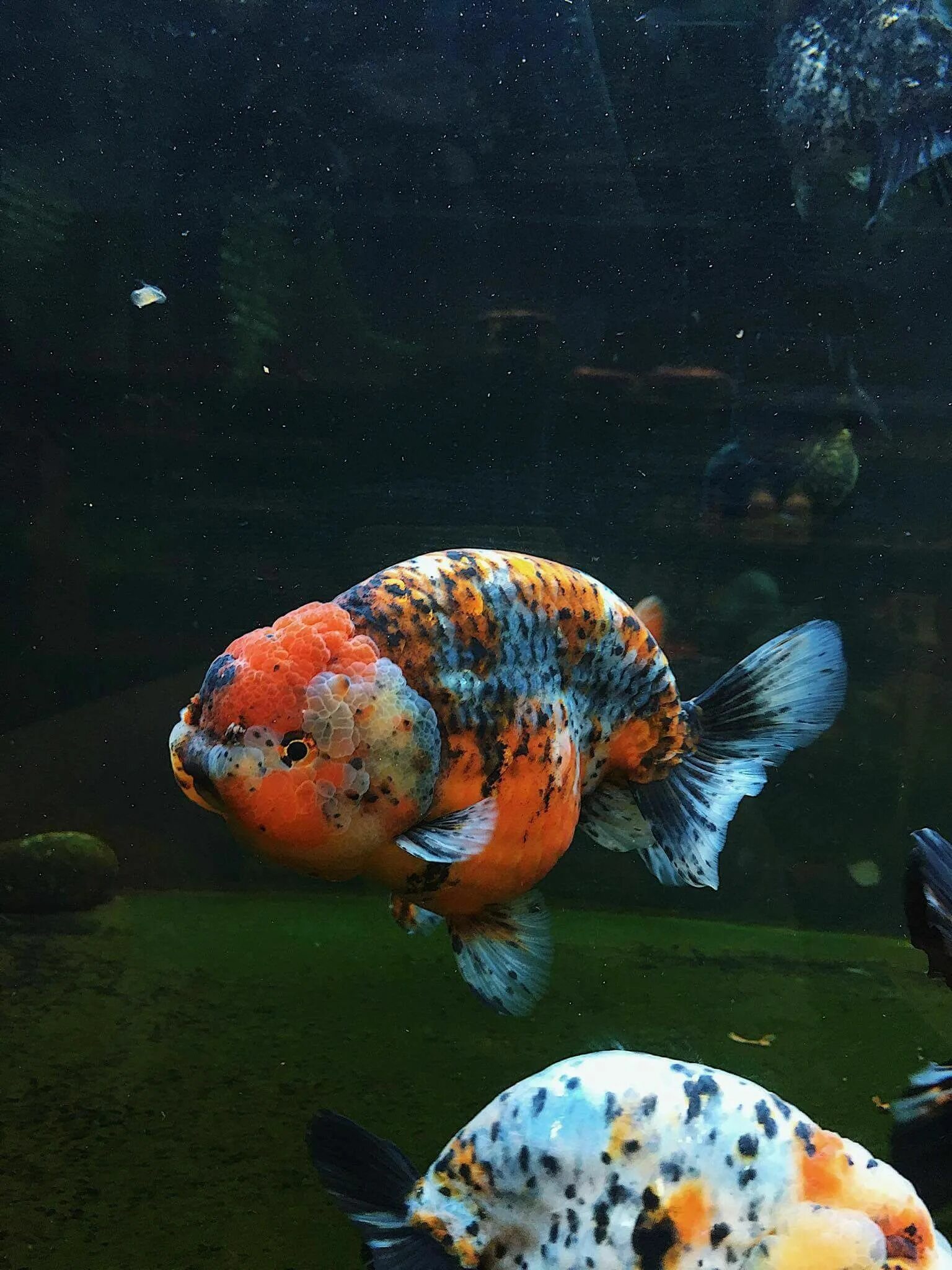 Ranchu Koi, Pom pom, Bubble